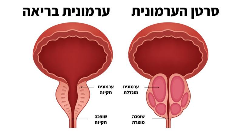 מעריב