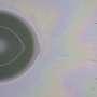 Phys