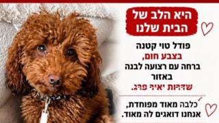 ynet