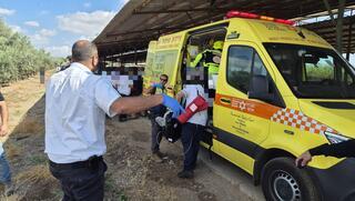 ynet