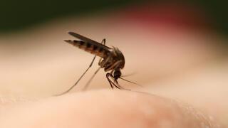 ynet