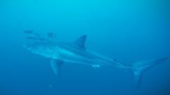 BBC