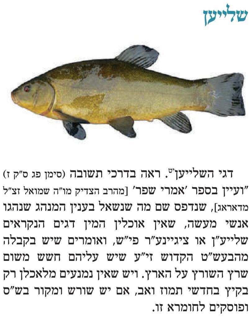קול חי