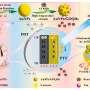 Phys