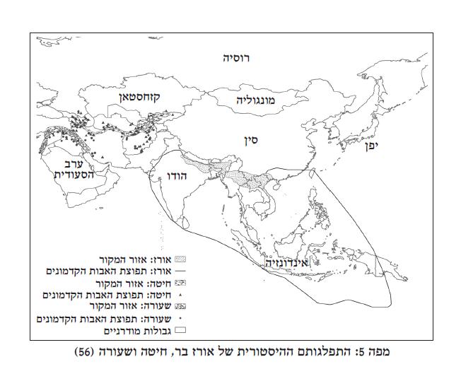 מידה