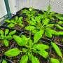 Phys