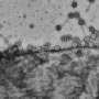Phys