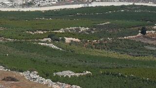ynet
