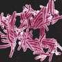 Phys