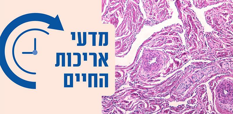 גלובס